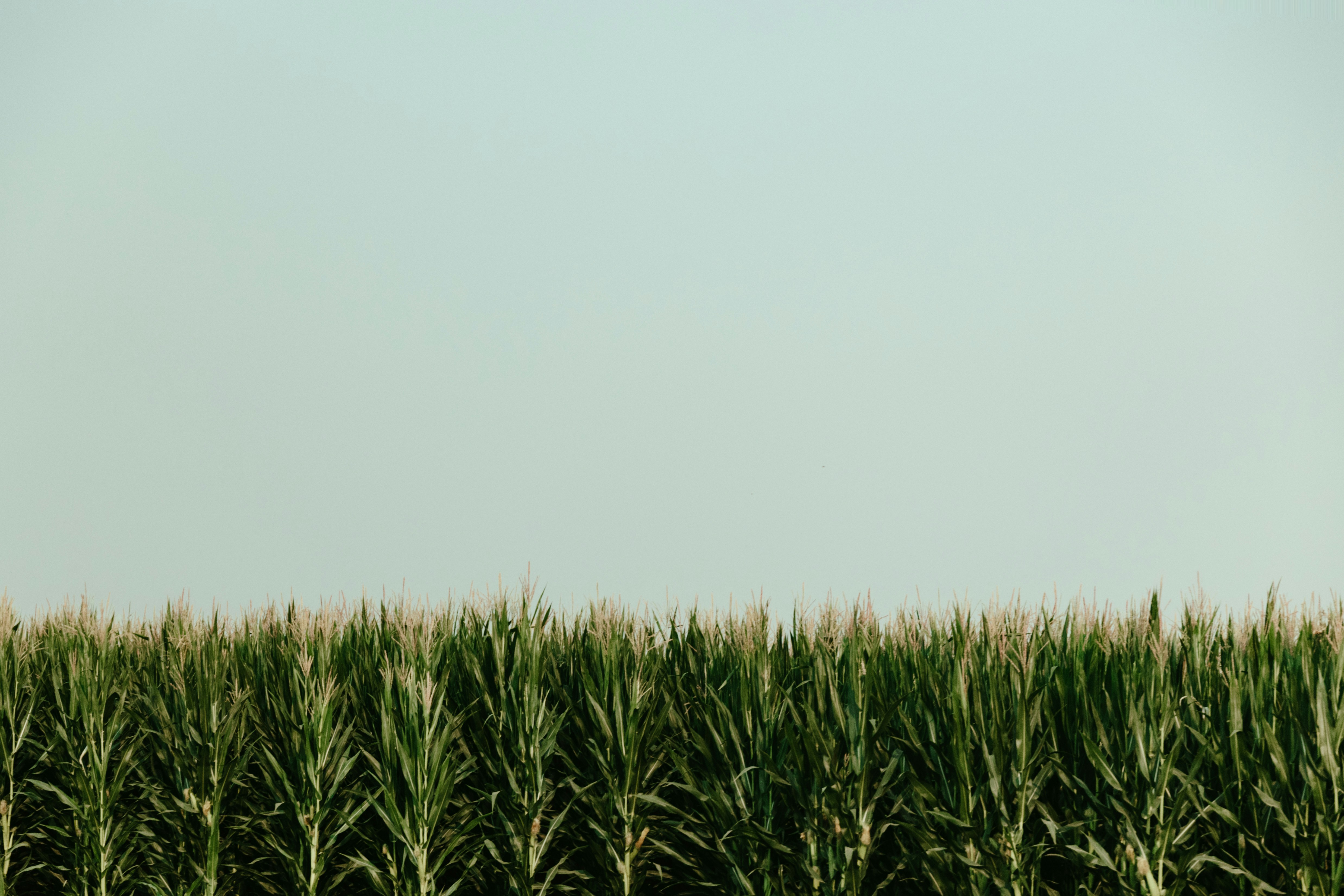 Crop